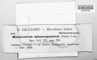 Apiospora sphaerosperma image